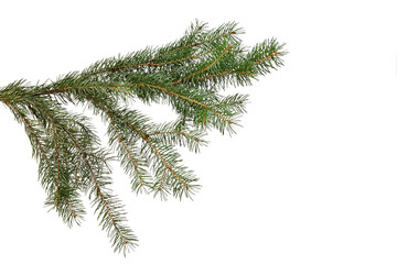 green fir branch isolated on white background, Christmas fir.