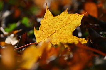 Autumn background. Beautiful colorful leaves of trees in nature. Autumn time.