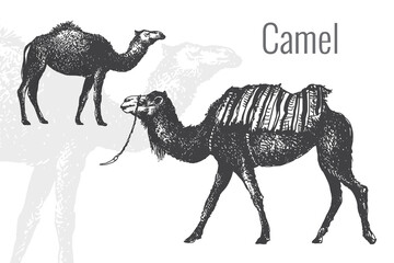 Camel, element of the logo. Animal silhouettes in vintage style. Wind illustration, hand-drawn graphics