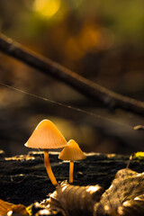 Pilze im Herbst