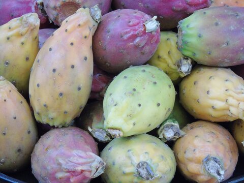 Fico d'India, raccolto autunnale. Frutta fresca del bacino mediterraneo. Sud Europa