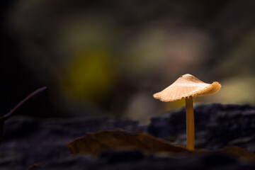 Pilze im Herbst