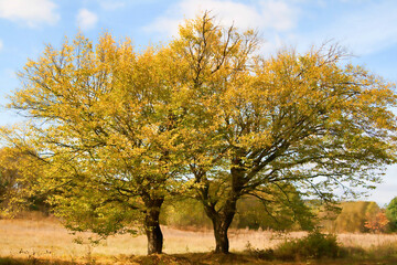 Landscape of a big beautiful autumn yellow tree on a blue sky