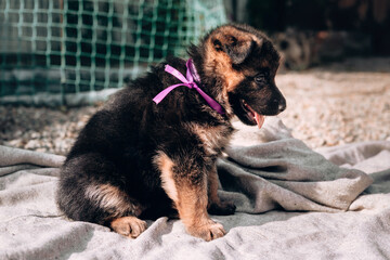 German shepherd kennel, a young thoroughbred dog. A beautiful little black and red German shepherd puppy with a pink ribbon collar sits on a light gray blanket.