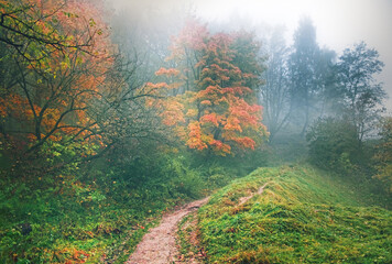 Autumn landscape photography, morning fog with yellow leaves and trees