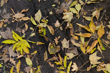 Yellow foliage leaves lie on an earthy forest floor, view of a walking path with autumn leaves