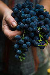 Freshly harvested bunch of ripe black grape in farmers hands. Autumn harvest. Selective focus. Shallow depth of field.
