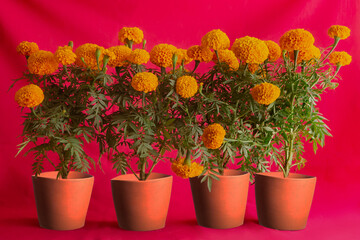 Flores naturales de cempasúchil en maceta con fondo color rosa mexicano