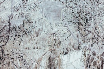 close-up photo of frostbitten branches in ice and grass