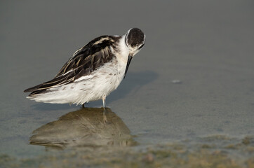 Red-necked phalarope preening at Asker Marsh, Bahrain