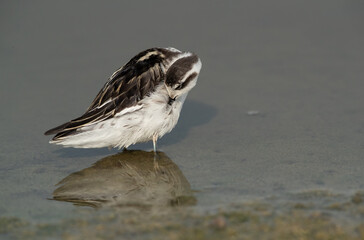 Red-necked phalarope preening at Asker Marsh, Bahrain