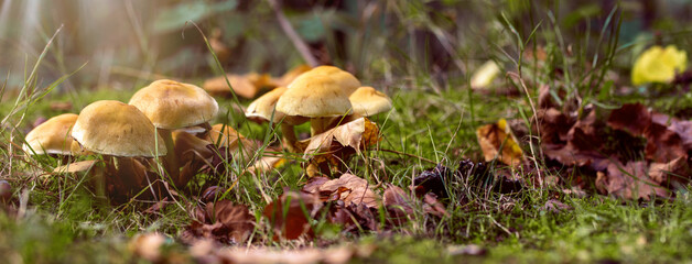 close up of mushroom in the autumn forest	
