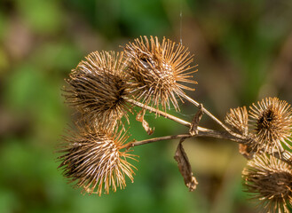 The fruits of Arctium lappa / greater burdock, close-up of a plant with pointed spines in sunlight