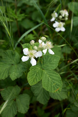 Rubus caesius