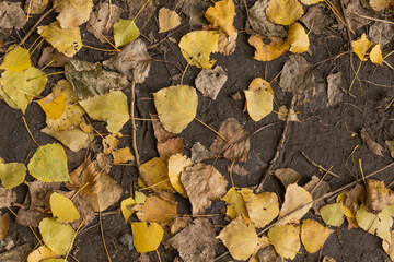 Yellow foliage leaves lie on an earthy forest floor, view of a walking path with autumn leaves