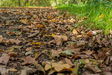 Close-up of fallen leaves at a roadside, brown and orange autumn leaves on a walking path