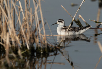 Obraz premium Red-necked phalarope and reflection on water at Asker Marsh, Bahrain