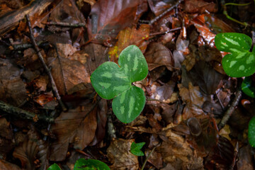 Tiny sprout on the forest floor