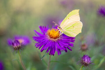 Gonepteryx rhamni on a purple flower