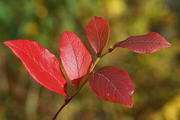 Red colored autumn leaves of the northern highbush blueberry (Vaccinium corymbosum). Family Ericaceae. In a Dutch garden, October