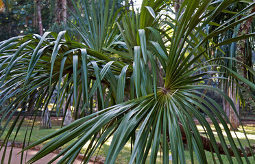 Obraz na płótnie Canvas Exotic palm tree (Mauritiella aculeata), Rio de Janeiro, Brazil 