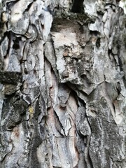 bark of a tree