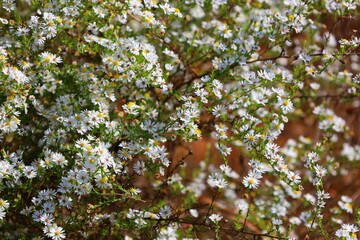blossoming flowers