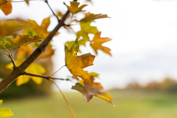 herbstlich gefärbte Ahorn Blätter am Baum