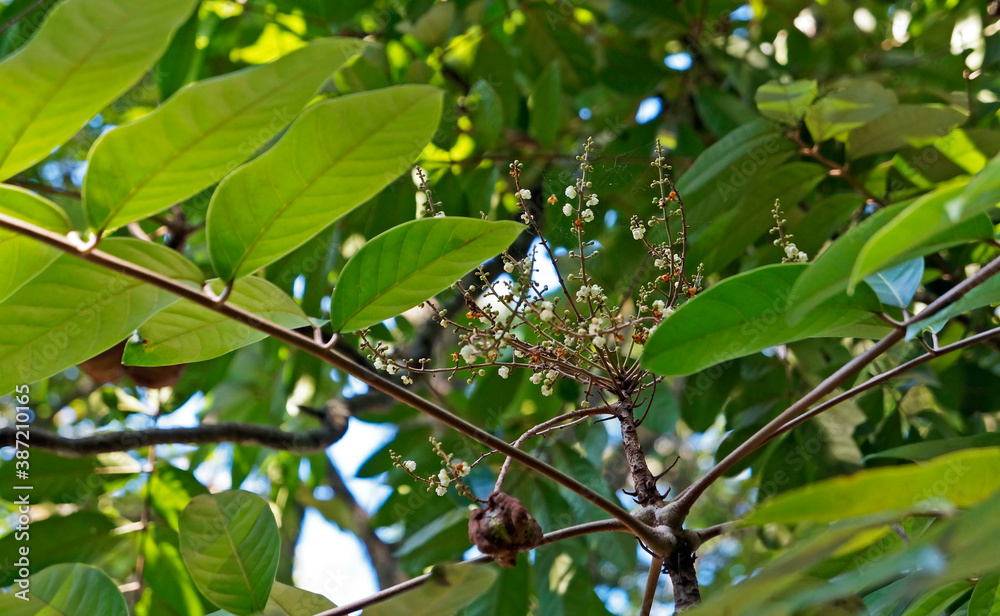 Wall mural crabwood tree flowers or andiroba flowers (carapa guianensis), rio, brazil