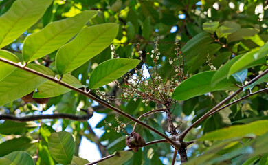 Crabwood tree flowers or Andiroba flowers (Carapa guianensis), Rio, Brazil