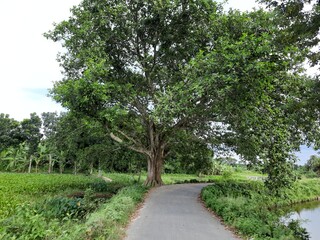 path in the village 