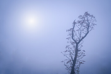 Autumn landscape. Majestic view of forest in the fog.