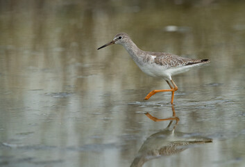 Closeup of a Redshank at Asker marsh with reflection on water, Bahrain