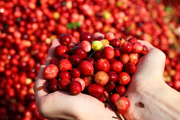 A man holds a cranberry in his hands