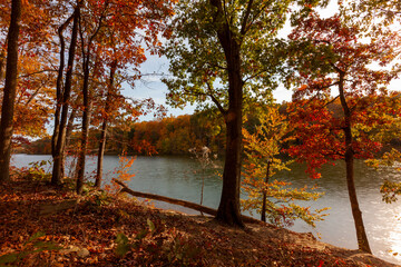 Fototapeta na wymiar A scenic autumn landscape at Black Hill Park featuring a lake surrounded by a thick forest. Trees are covered with vibrant autumn tones. There are fallen leaves and branches on the soil ground.
