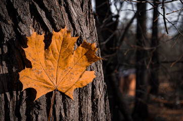 autumn leaves on the tree