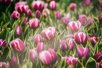 Fototapeta premium Beautiful bright colorful pink purple white blooming tulips on a large flowerbed in the city garden or flower farm field in springtime in sunlight Spring easter flower background.