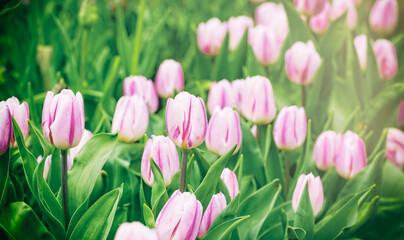 Beautiful bright colorful pink white blooming tulips on a large flowerbed in the city garden or flower farm field in springtime. Spring easter flower background.