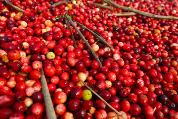 Close - up of a lot of collected cranberries