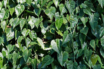 Philodendron leaves background, Rio, Brazil  