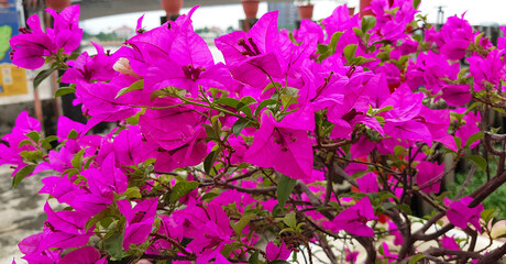 pink color bougainvillea flower texture. green leaves blurred background.