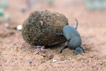 Dung beetle coleoptera rolling and recycling a dung ball