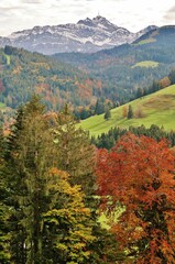 Herbstlicher Mischwald vor Bergkette