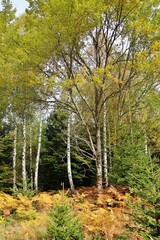 Herbstwald