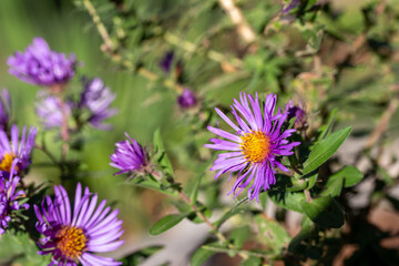 Obraz premium Close up view of bright purple late blooming asters on a sunny autumn day, with copy space