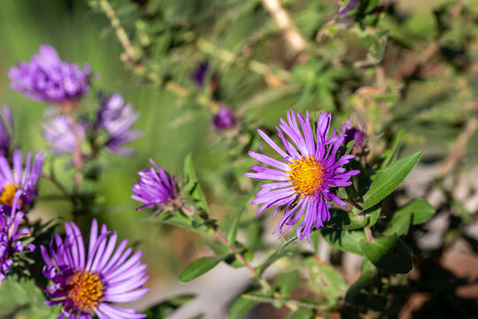 Close up view of bright purple late blooming asters on a sunny autumn day, with copy space