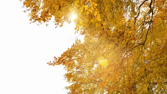 View into the golden crown of a beech tree. The leaves rustling in the wind. Sound with bird calls. Sun creates Lens Flare.