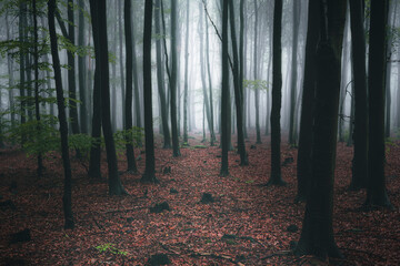 The forest in the fog