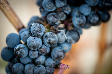 Vino, viña, uva, vid, vendimia, otoño, estación, recogida, fruto, tinto, claro, mosto.