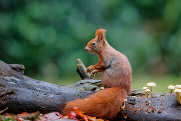 Eurasian red squirrel (Sciurus vulgaris) searching for food between the mushrooms in autumn  in the forest of Drunen, Noord Brabant in the Netherlands.